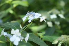 お寺の紫陽花にー