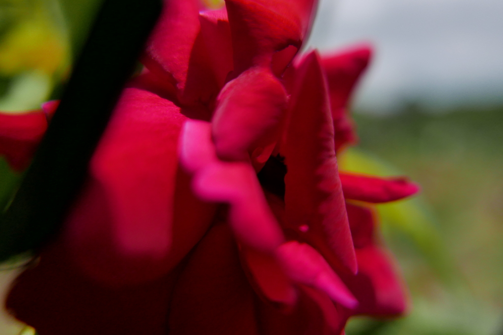 柵のむこうアカ薔薇