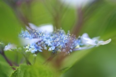 お寺の紫陽花さーん