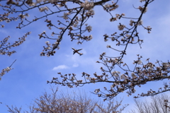 ジェットスターと桜