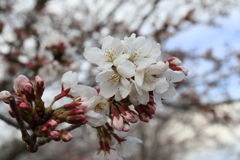 桜