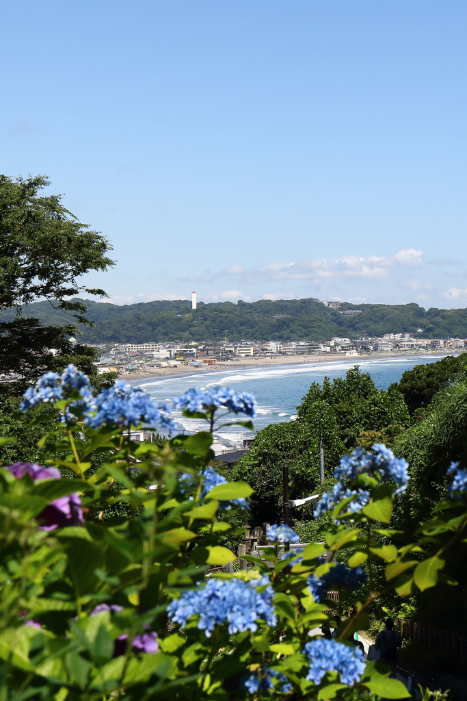 湘南の海とあじさい