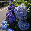 梅雨の中休み