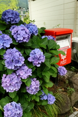 アジサイとポスト