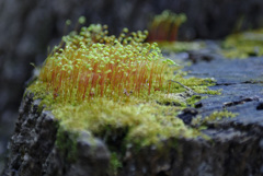 苔生す