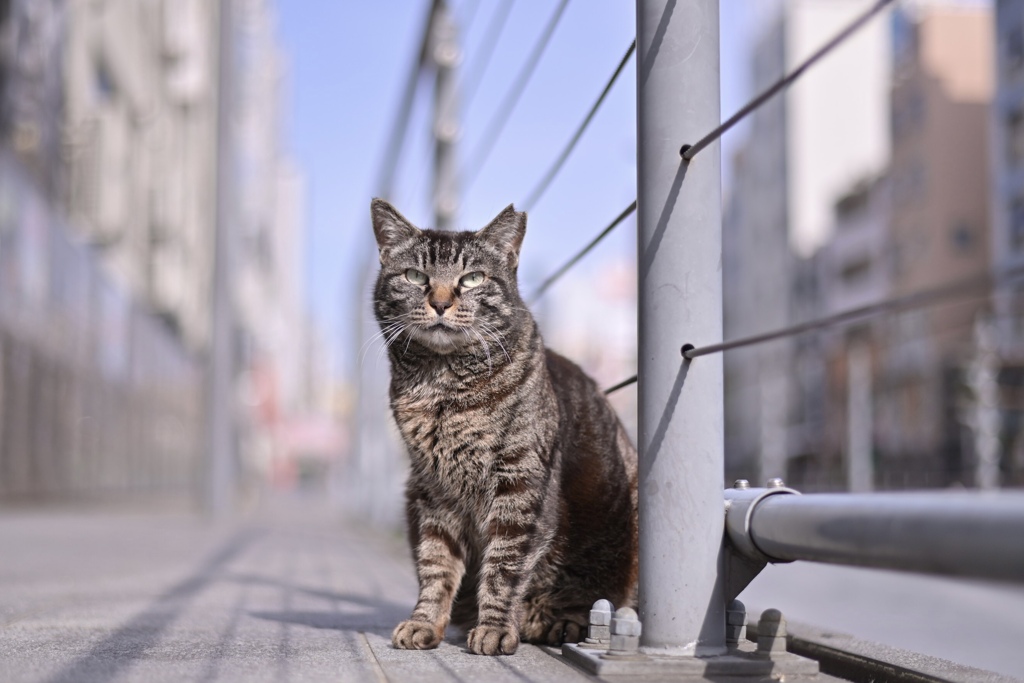 望郷キャット