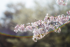 虹の桜