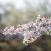 虹の桜