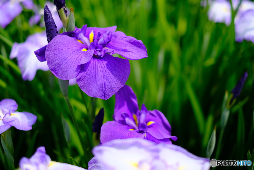 花菖蒲　２