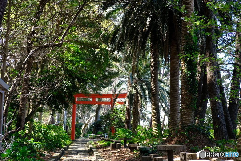 ヤシの木神社