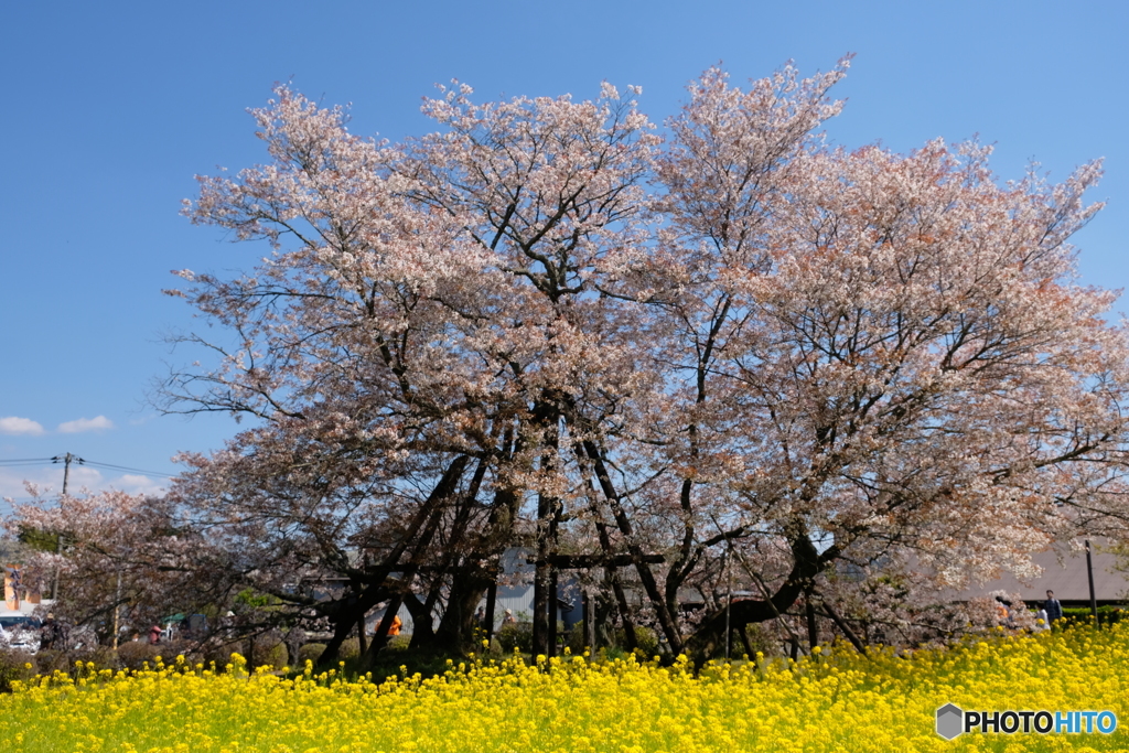 仮宿の下馬桜　１