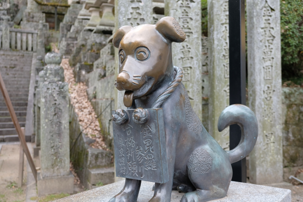 金比羅犬