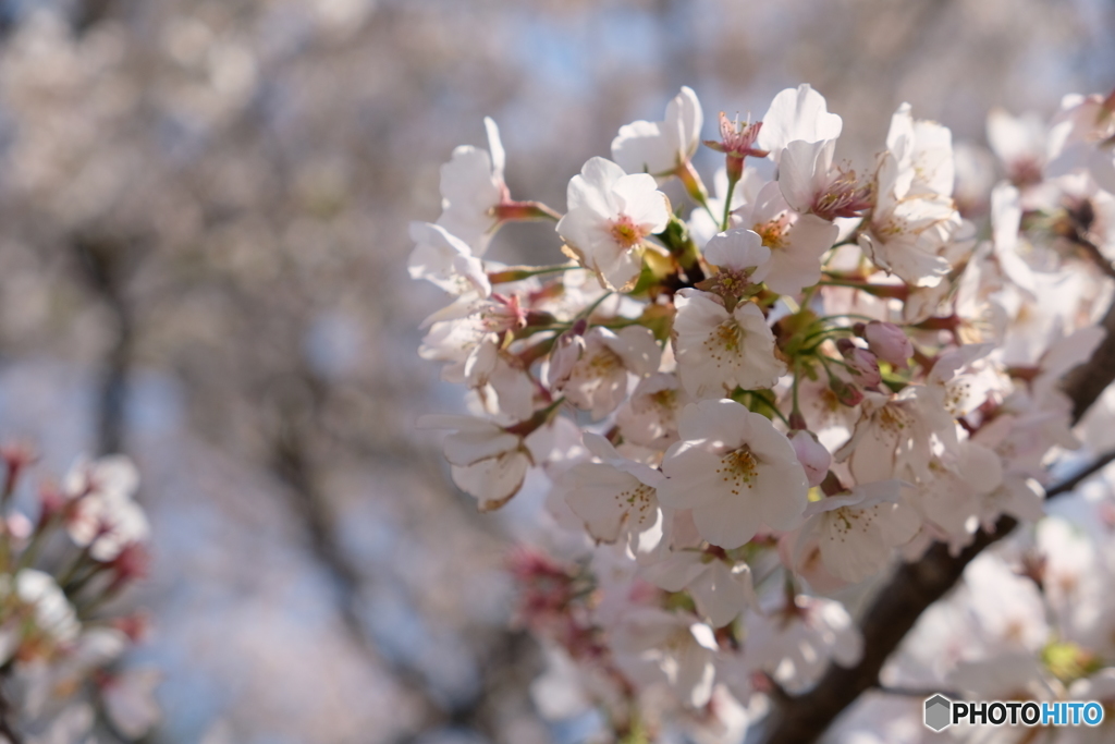 桜　２０１９