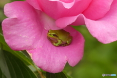 花とカエル