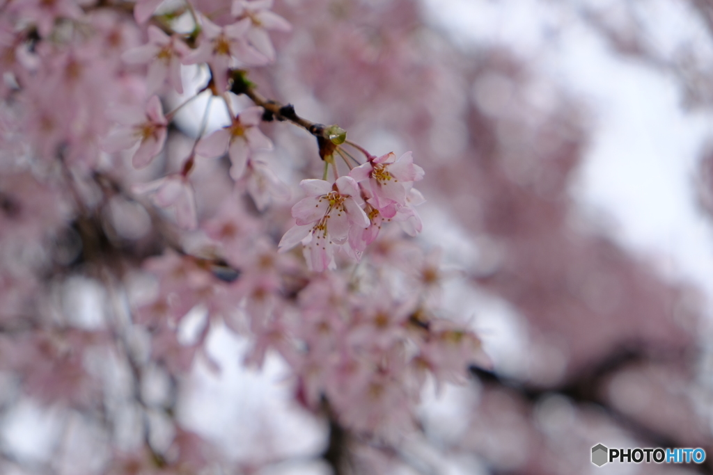 桜　東北編