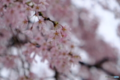 桜　東北編