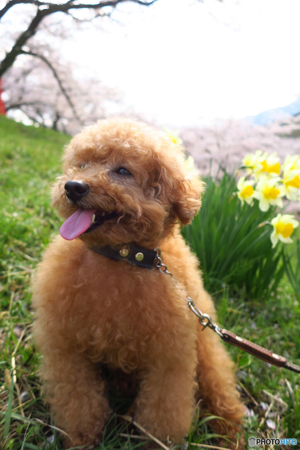 きれいな桜だなぁ