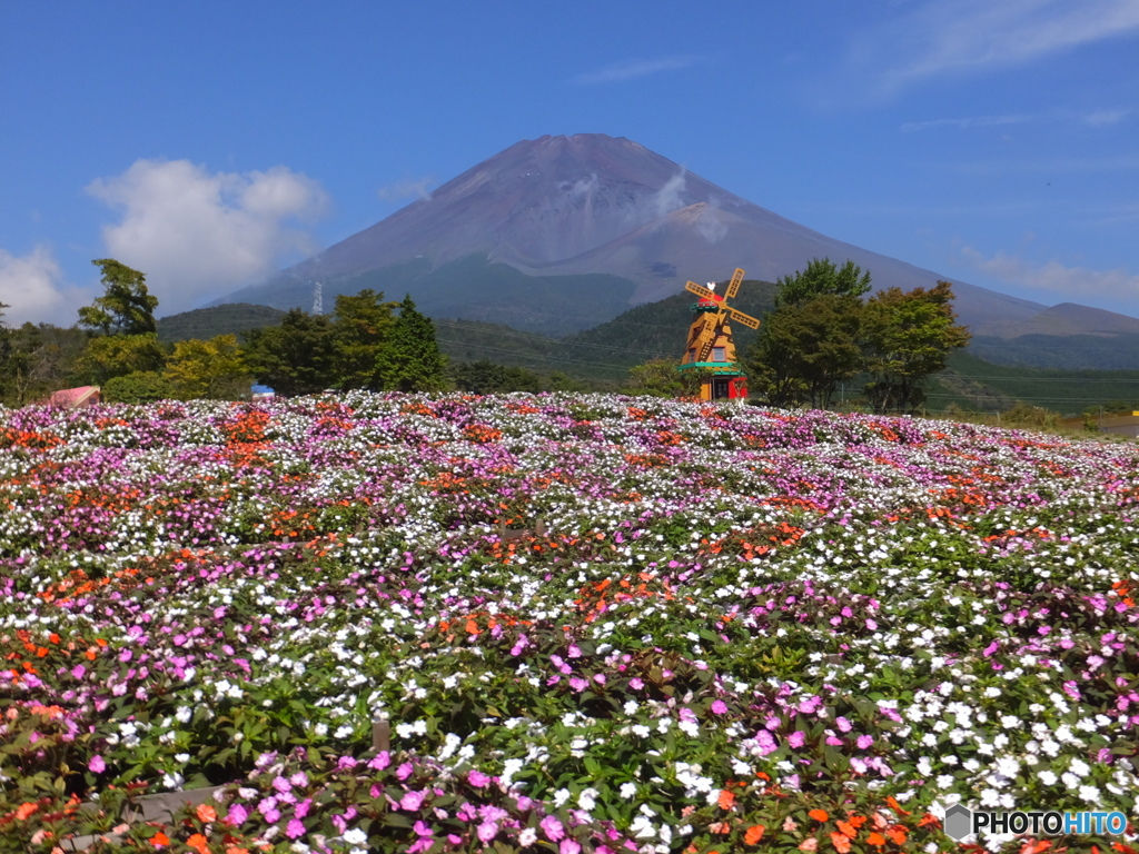 花　富士山