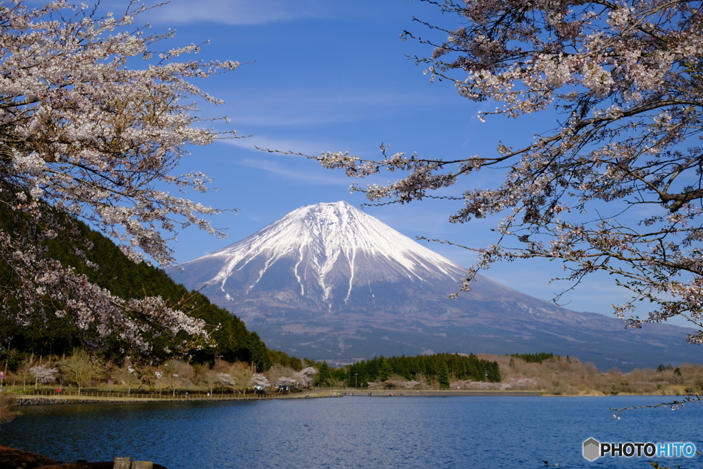 桜と富士山　２
