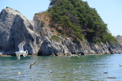 浄土ヶ浜とウミネコ