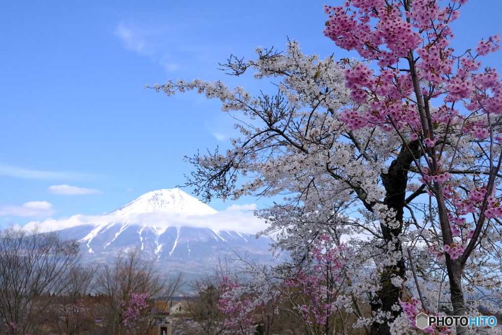 桜　その先に