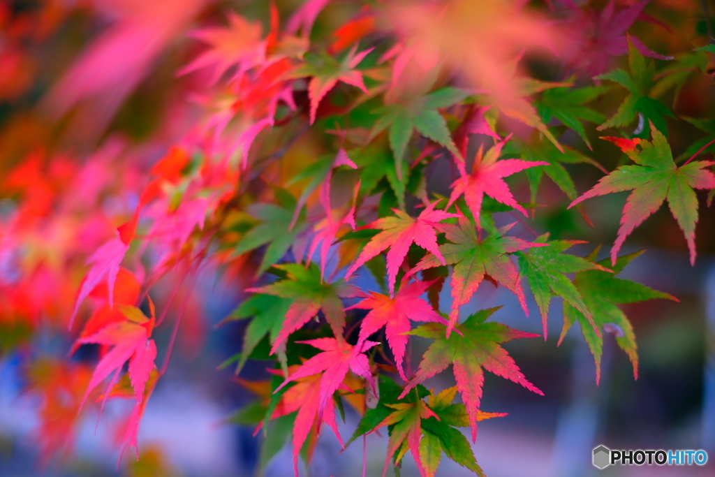 河口湖　紅葉（日本の風景）