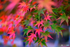 河口湖　紅葉（日本の風景）