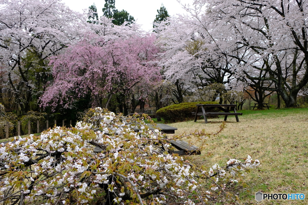 ３種の桜