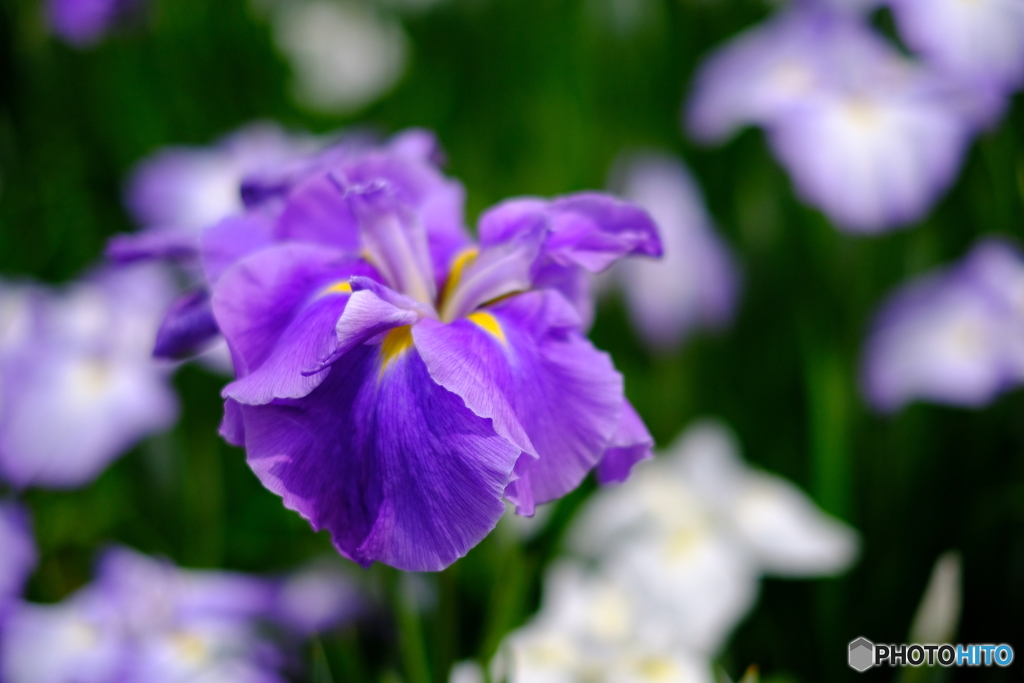 花菖蒲　１
