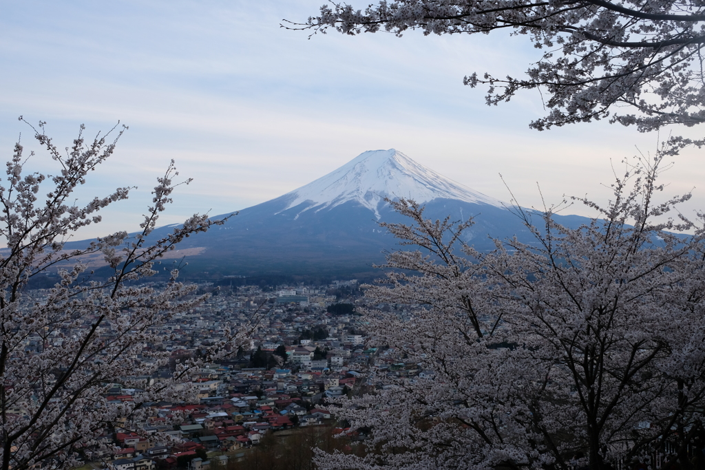 桜と富士山