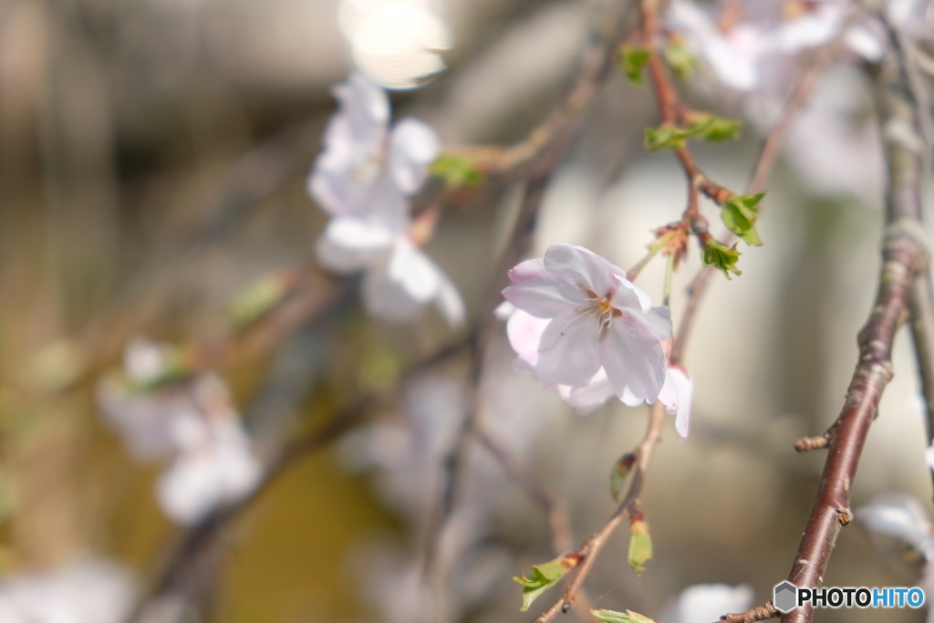 修善寺　桜　Ⅰ