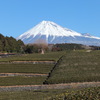 富士と茶畑