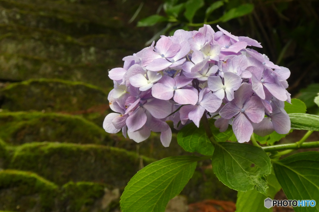 あじさいと石段と・・・