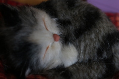 猫のぬいぐるみ