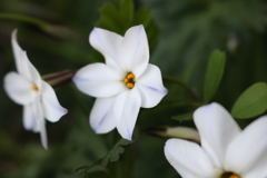 なんかの花