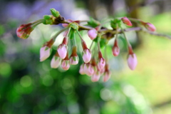 桜　頑張れもう少し