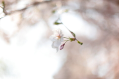 grow blossom