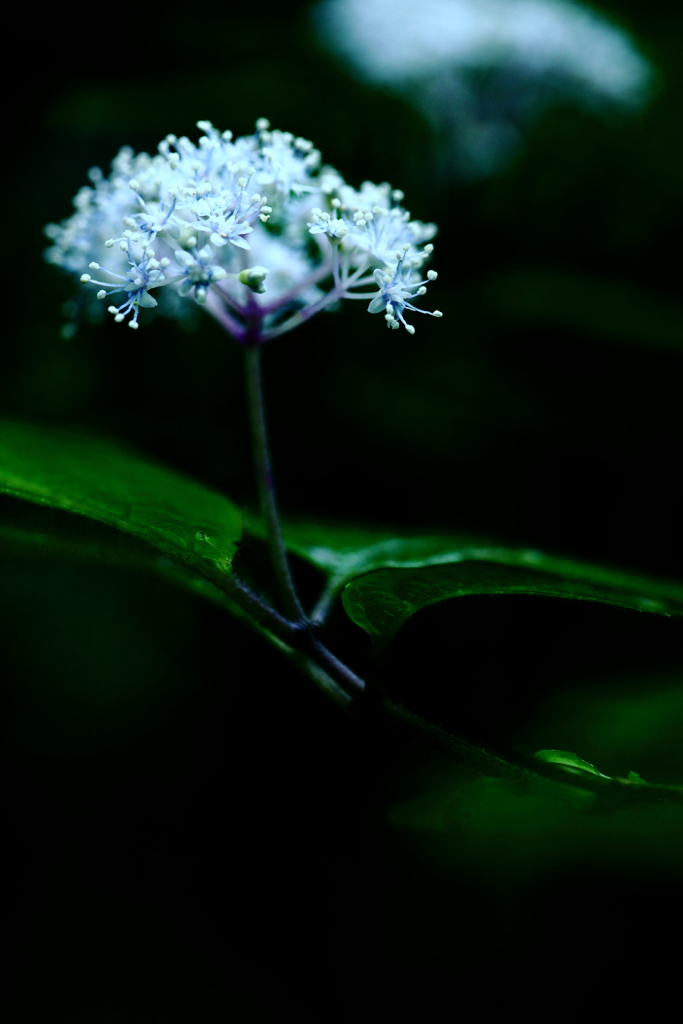 ローキー By ろくまる Id 写真共有サイト Photohito