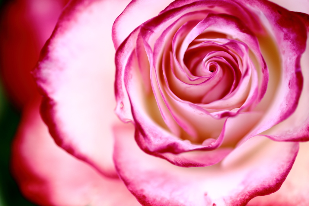 薔薇