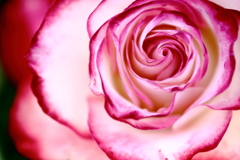 薔薇