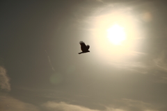飛ぶ鳥