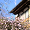 手賀沼付近