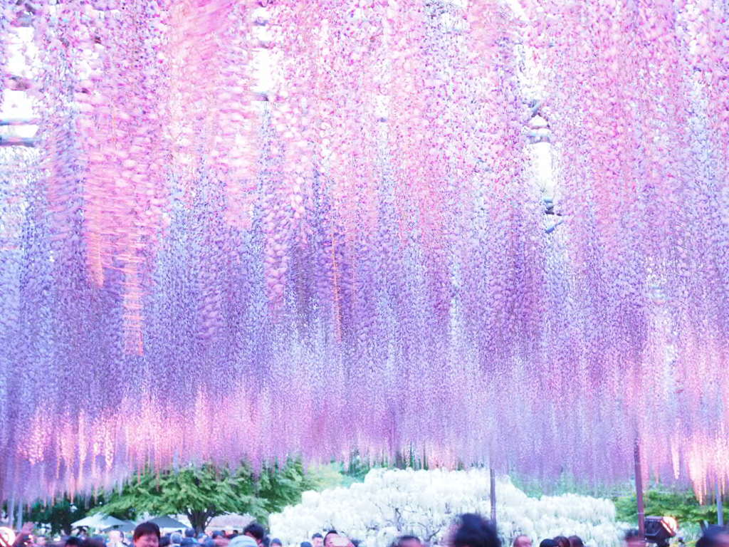 藤の花2