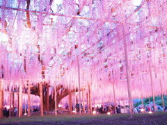 あしかがフラワーパークにて