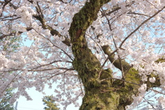 老桜