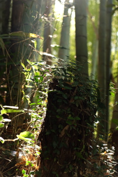 芽吹く