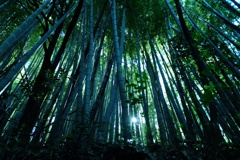 竹