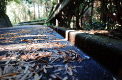 雨あがりの道