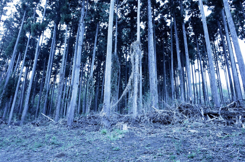 杉