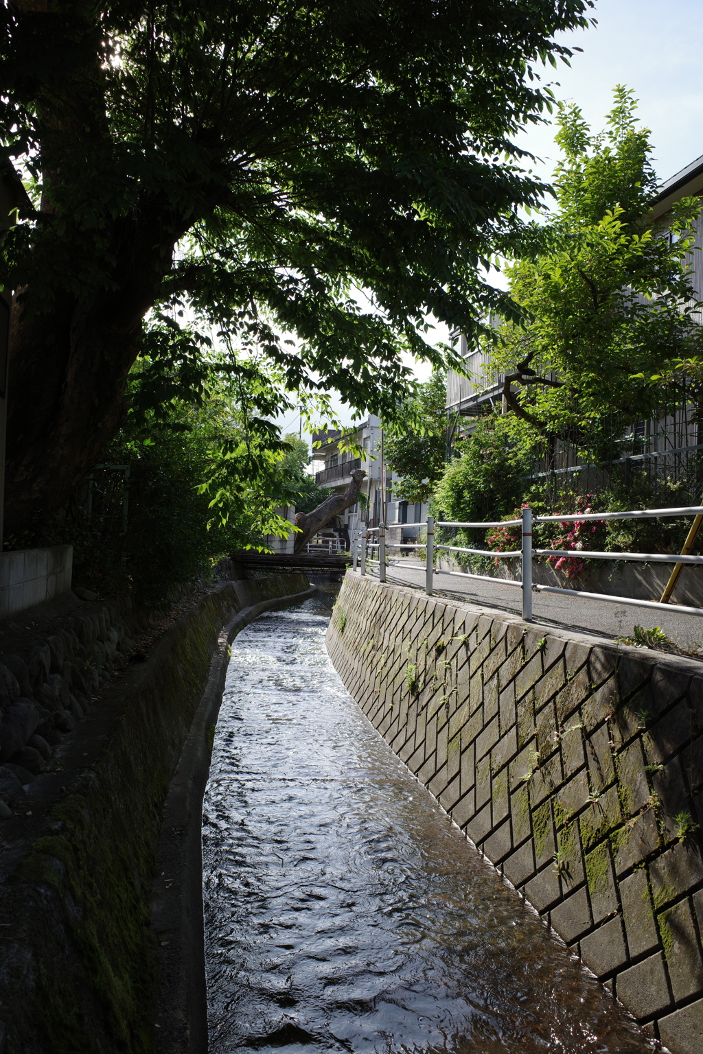 夏の水路